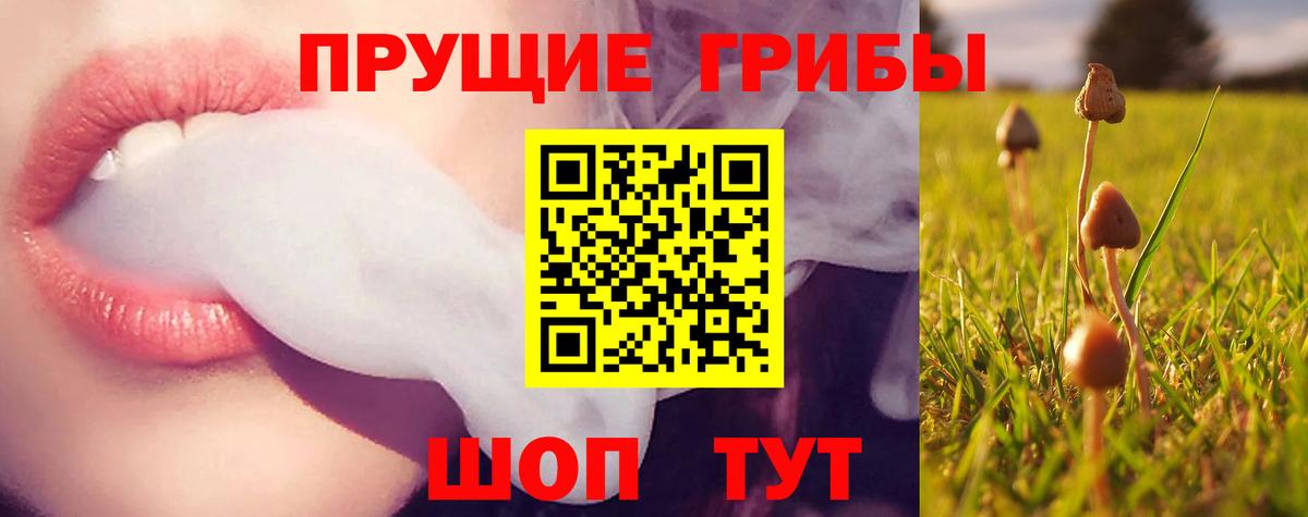 Псилоцибиновые грибы Psilocybe Солнечногорск